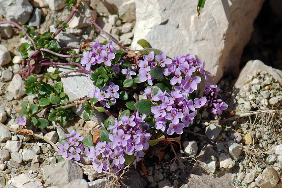 Noccaea rotundifolia (=Thlaspi rotundifolium) / Tlaspi a foglie rotonde